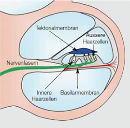 Querschnitt Gehörschnecke