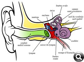 anatomie